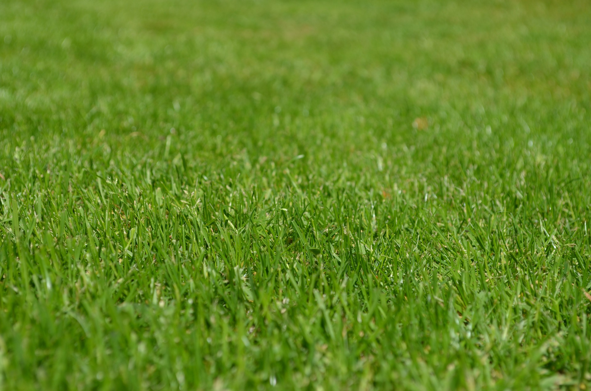 green grass