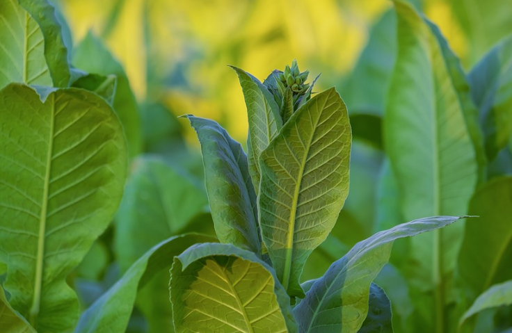 tobacco leaves